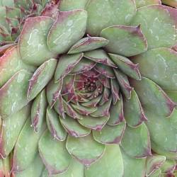 Sempervivum - Dachwurz - Hauswurz